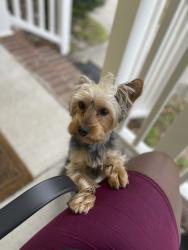 Reunited Male Dog last seen Near Harrell Ave, Norfolk, VA 23509, USA, Norfolk, VA 23509