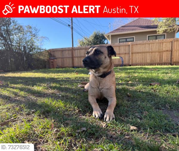 Lost Female Dog last seen Near Rattan Creek, Austin, TX 78729