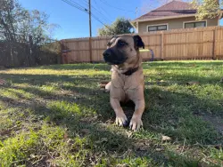 Lost Female Dog last seen Near Rattan Creek, Austin, TX 78729