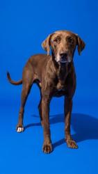 Shelter Stray Male Dog last seen Near BLOCK ENSENADA RD, 2020 Forest St, Jacksonville, FL 32204, USA