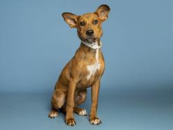 Shelter Stray Male Dog last seen 155TH AVE AND CHANDLER HEIGHTS, 5501 E Van Buren St, Phoenix, AZ 85008, USA