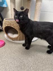 Shelter Stray Male Cat last seen Near BLOCK W RIVER HARVEST CT, 4522 W 3500 S, West Valley City, UT 84120, USA