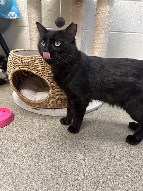 Shelter Stray Male Cat last seen Near BLOCK W RIVER HARVEST CT, 4522 W 3500 S, West Valley City, UT 84120, USA