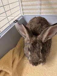 Shelter Stray Male Other last seen Near BLOCK W TIMMERMAN PL, 4522 W 3500 S, West Valley City, UT 84120, USA