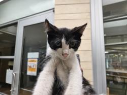 Shelter Stray Male Cat last seen , 3201 Lacy St, Los Angeles, CA 90031, USA