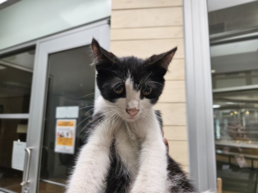 Shelter Stray Male Cat last seen , 3201 Lacy St, Los Angeles, CA 90031, USA