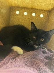 Shelter Stray Female Cat last seen Near BLOCK MIDDLE PARK, 4522 W 3500 S, West Valley City, UT 84120, USA