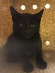 Shelter Stray Unknown Cat last seen Near BLOCK S HADLEY AVE, 4522 W 3500 S, West Valley City, UT 84120, USA