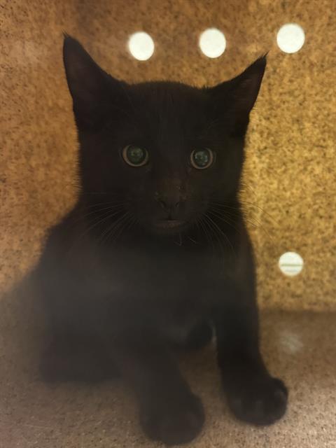 Shelter Stray Unknown Cat last seen Near BLOCK S HADLEY AVE, 4522 W 3500 S, West Valley City, UT 84120, USA