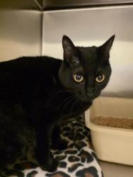 Shelter Stray Female Cat last seen Near BLOCK W LANCER WAY, 4522 W 3500 S, West Valley City, UT 84120, USA