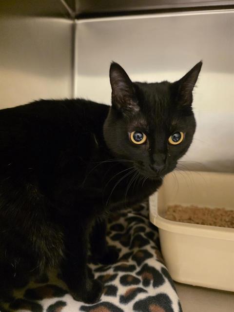 Shelter Stray Female Cat last seen Near BLOCK W LANCER WAY, 4522 W 3500 S, West Valley City, UT 84120, USA