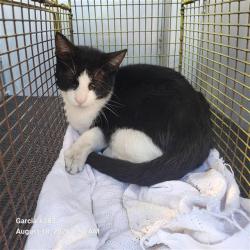 Shelter Stray Male Cat last seen Near BLOCK HUNT LN, 4710 TX-151, San Antonio, TX 78227, USA