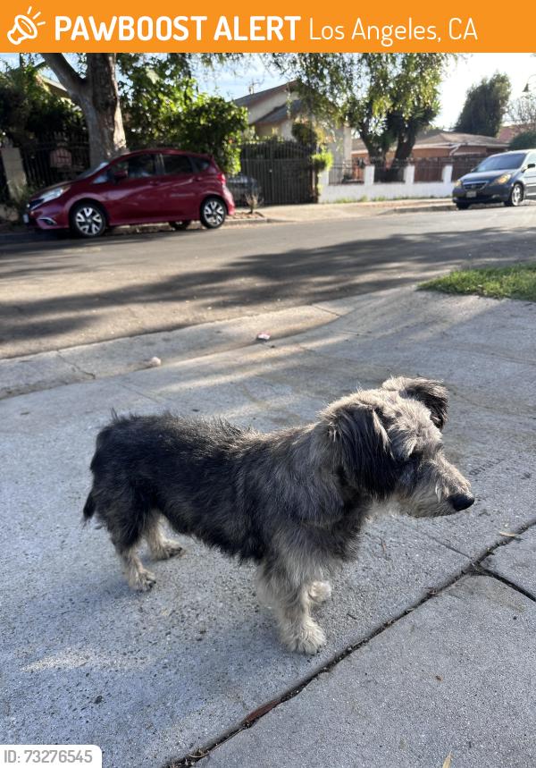 Found/Stray Male Dog last seen Main & 109th, Los Angeles, CA 90061