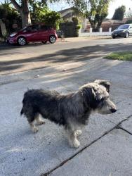 Found/Stray Male Dog last seen Main & 109th, Los Angeles, CA 90061