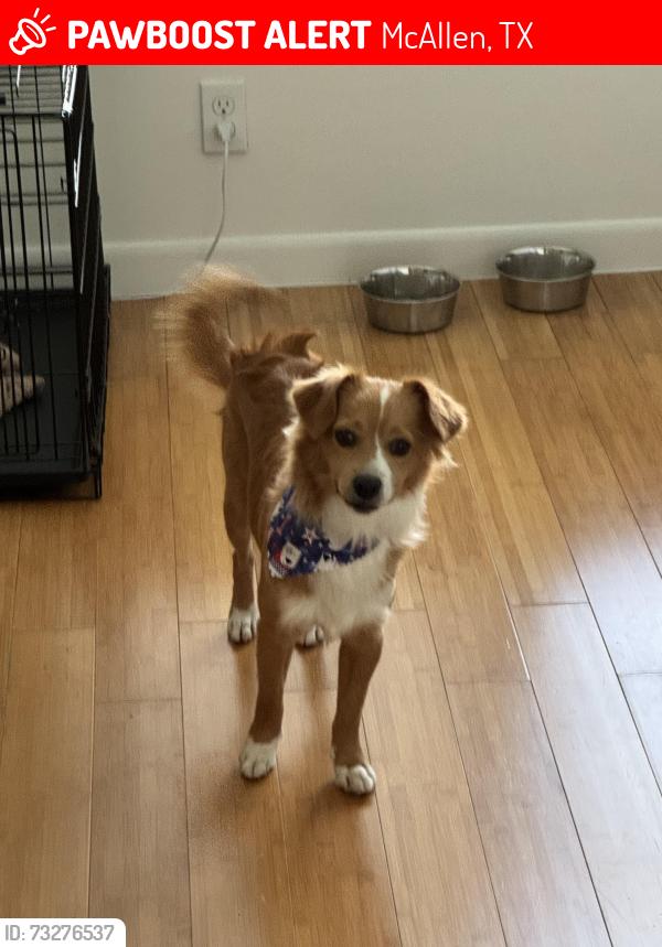 Lost Male Dog last seen Imas museum, McAllen, TX 78501