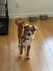 Lost Male Dog last seen Imas museum, McAllen, TX 78501