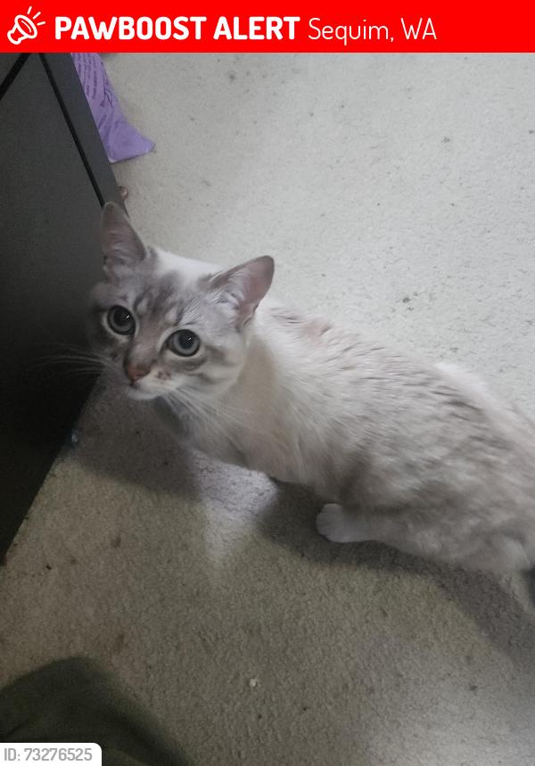 Lost Male Cat last seen Emerald Highland, Sequim, WA 98382