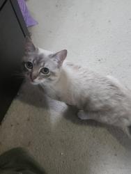 Lost Male Cat last seen Emerald Highland, Sequim, WA 98382