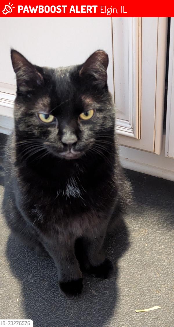 Lost Male Cat last seen Holiday inn Elgin Illinois airport road, Elgin, IL 60120