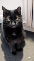 Lost Male Cat last seen Holiday inn Elgin Illinois airport road, Elgin, IL 60120