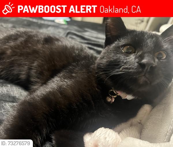 Lost Male Cat last seen Market and Adeline, Oakland, CA 94608