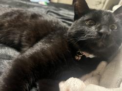 Lost Male Cat last seen Market and Adeline, Oakland, CA 94608