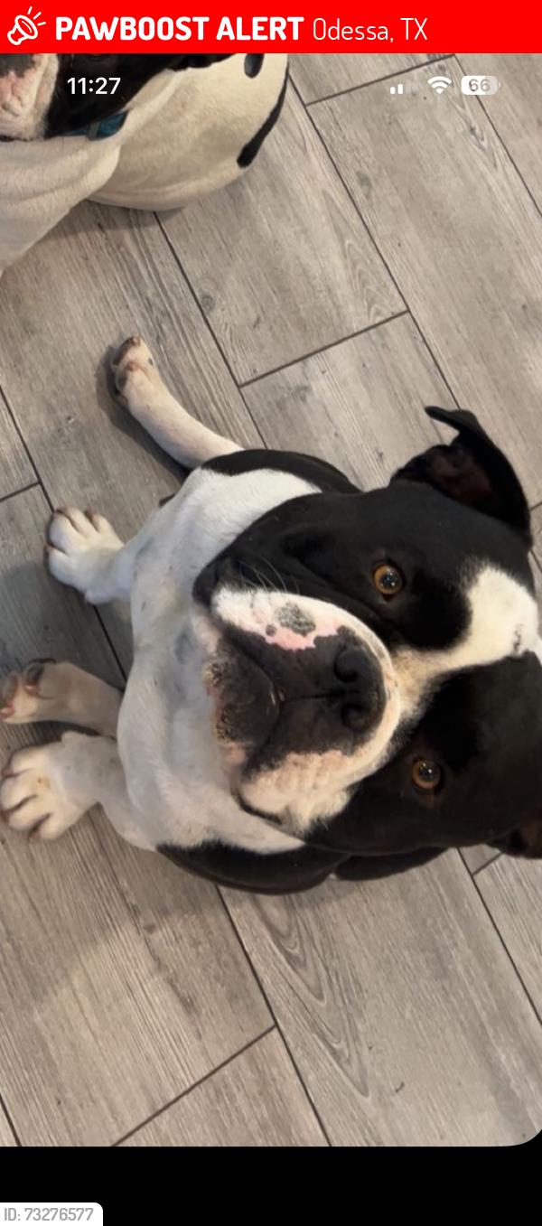 Lost Male Dog last seen 42nd Street and Westcliff, 42nd Street and Mark Twain, Odessa, TX 79764