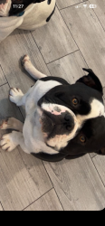 Lost Male Dog last seen 42nd Street and Westcliff, 42nd Street and Mark Twain, Odessa, TX 79764