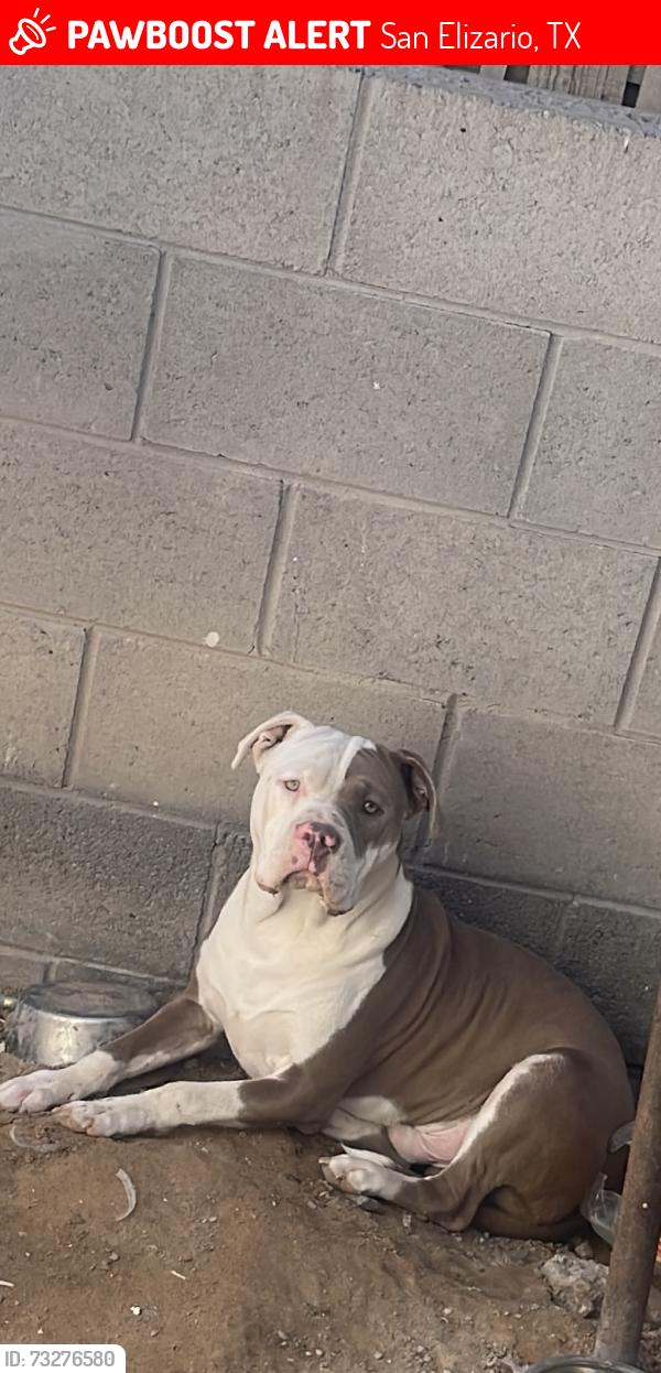 Lost Male Dog last seen Fresnillo, San Elizario, TX 79849