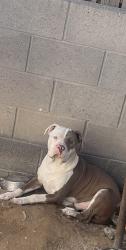 Lost Male Dog last seen Fresnillo, San Elizario, TX 79849