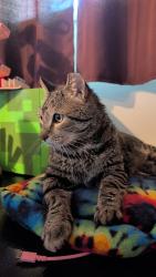 Lost Male Cat last seen Sans Souci Pkwy, Lincoln Drive, Ashley, PA 18706