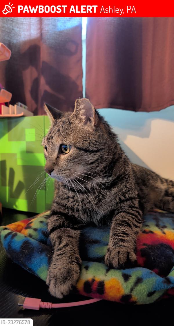 Lost Male Cat last seen Sans Souci Pkwy, Lincoln Drive, Ashley, PA 18706