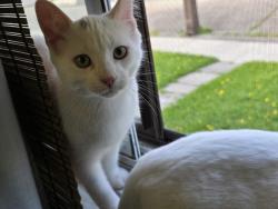 Reunited Male Cat last seen Area: Keelesdale-Eglinton West , Keele Street & Rogers Road, Toronto, ON M6N 3E7