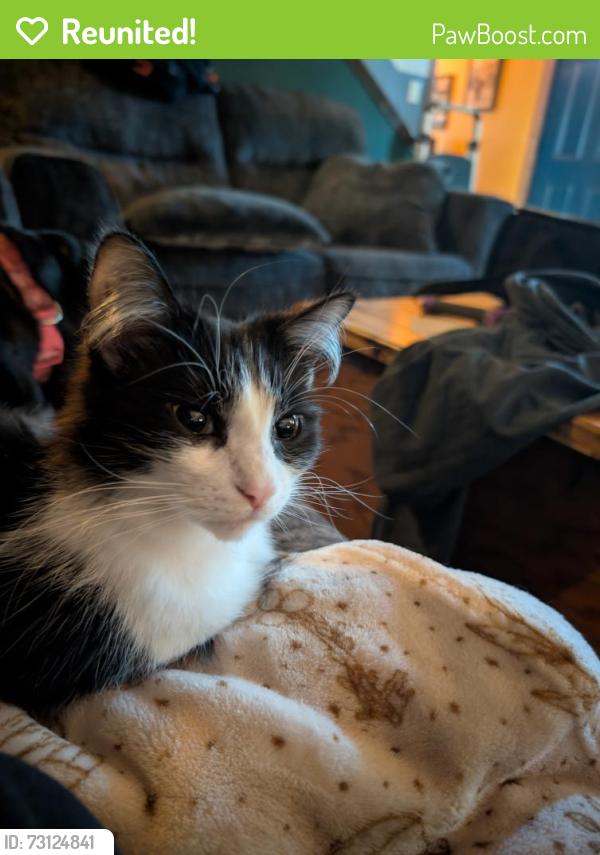 Reunited Female Cat last seen Illinois st, hobart, indiana 46342, Hobart, IN 46342