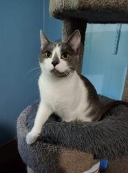 Reunited Female Cat last seen 51st and Wahner, Brown Deer, WI 53223