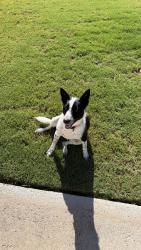 Found/Stray Unknown Dog last seen River Park West, El Paso, TX 79932