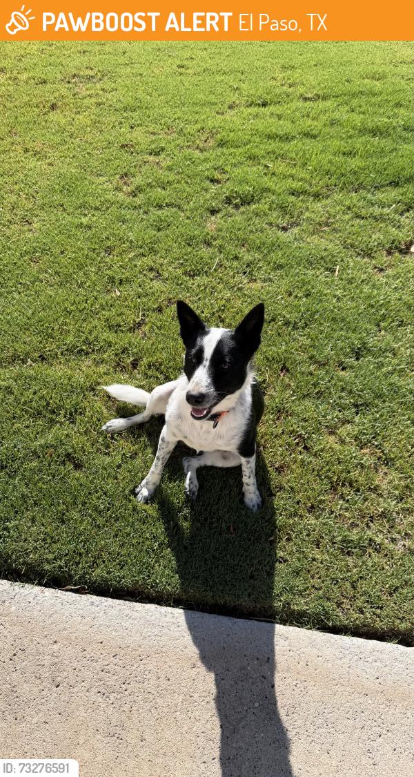 Found/Stray Unknown Dog last seen River Park West, El Paso, TX 79932
