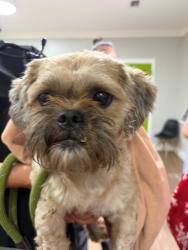 Found/Stray Male Dog last seen Bob Tyler Toyota, 7201 Pensacola Blvd, Pensacola, FL 32505