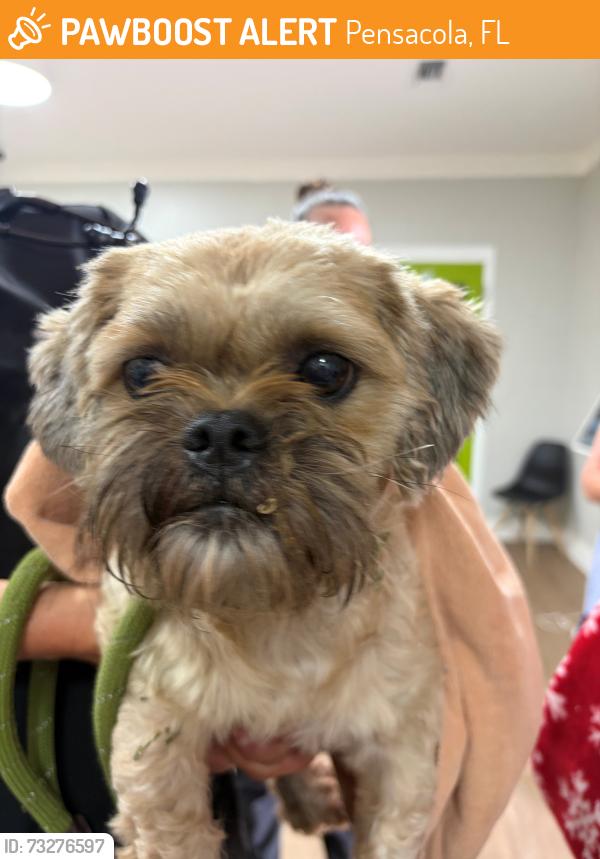 Found/Stray Male Dog last seen Bob Tyler Toyota, 7201 Pensacola Blvd, Pensacola, FL 32505