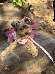 Lost Female Dog last seen Bowden rd, Jacksonville, FL 32216