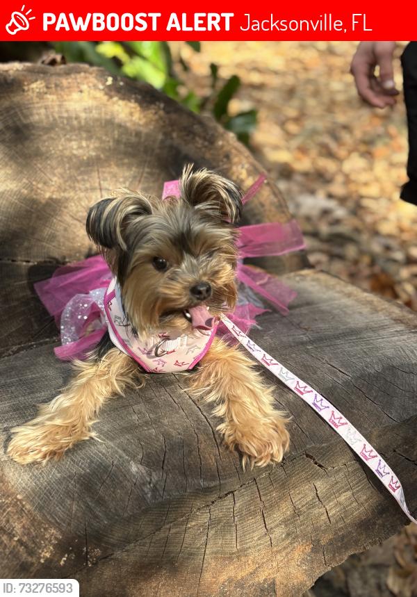 Lost Female Dog last seen Bowden rd, Jacksonville, FL 32216