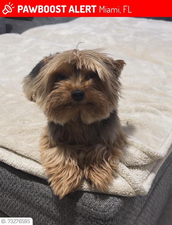 Lost Male Dog last seen Near ave Miami, Miami, FL 33142