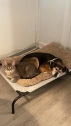 Lost Male Cat last seen Trilogy apmts on Lighthouse Dr off the I-94 Service drive, Van Buren Township, MI 48111