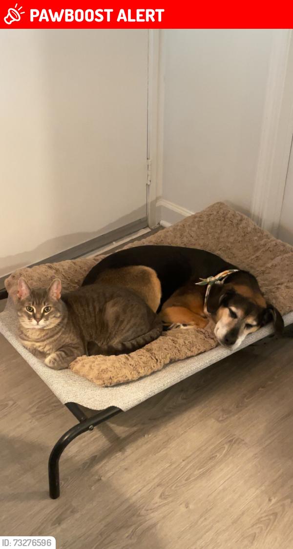 Lost Male Cat last seen Trilogy apmts on Lighthouse Dr off the I-94 Service drive, Van Buren Township, MI 48111
