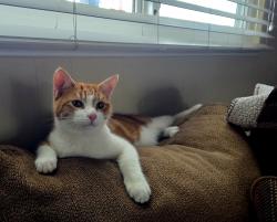 Lost Male Cat last seen N 6rh and Holbrook, Concord, CA 94519