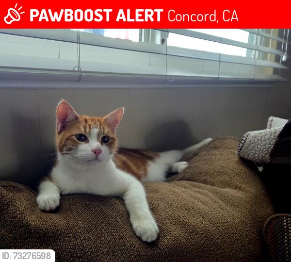 Lost Male Cat last seen N 6rh and Holbrook, Concord, CA 94519