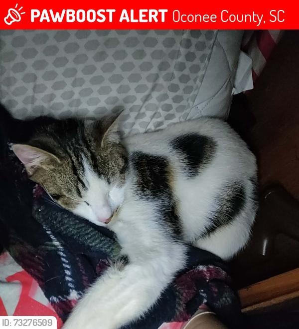 Lost Male Cat last seen Behind Peashooters store, Oconee County, SC 29691