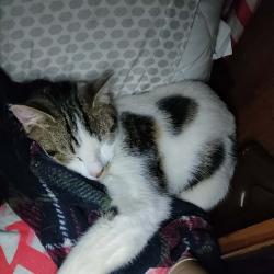 Lost Male Cat last seen Behind Peashooters store, Oconee County, SC 29691