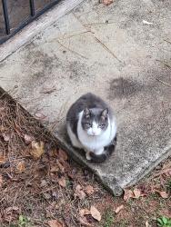 Lost Male Cat last seen Hampton-Locust Grove Rd, Henry County, GA 30248