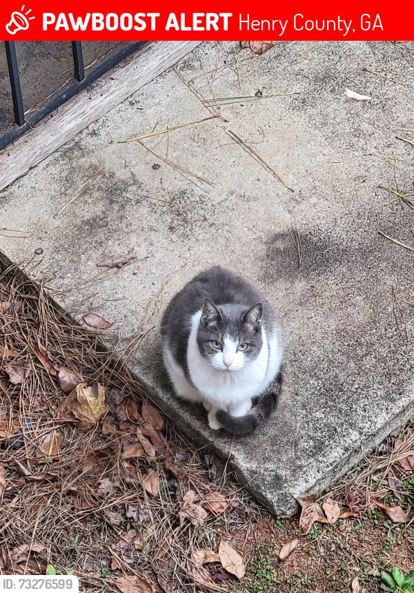 Lost Male Cat last seen Hampton-Locust Grove Rd, Henry County, GA 30248